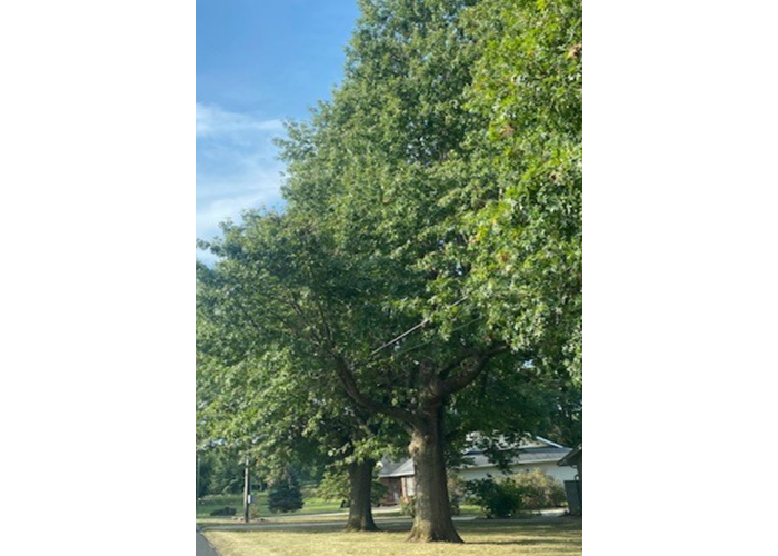 Yard Tree