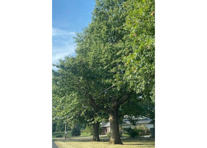 yardtreehazard2