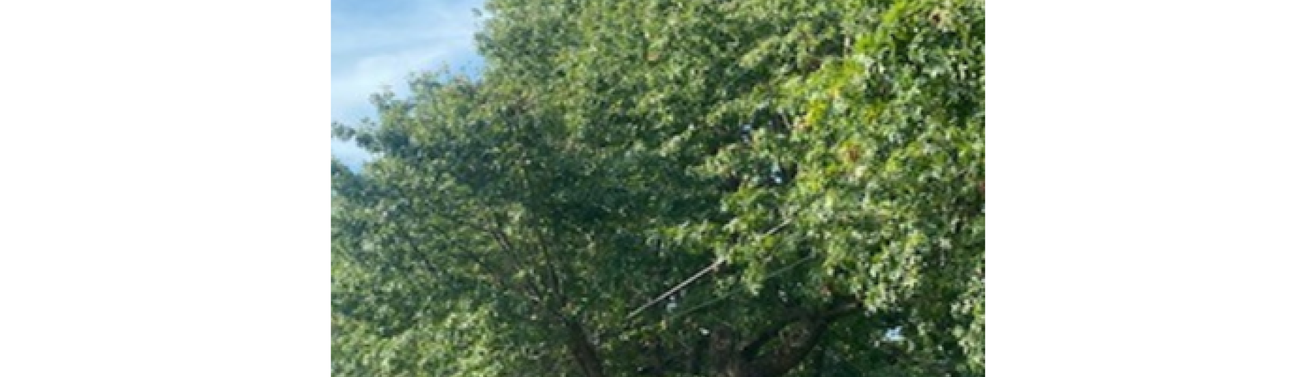 Yard Tree