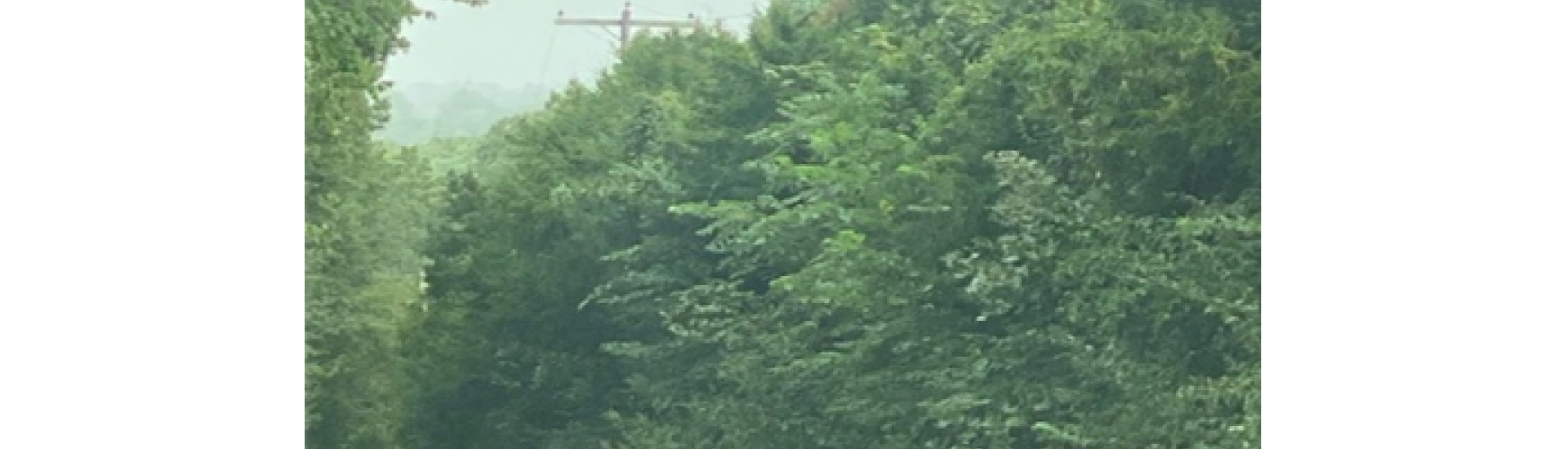 Roadway Trees